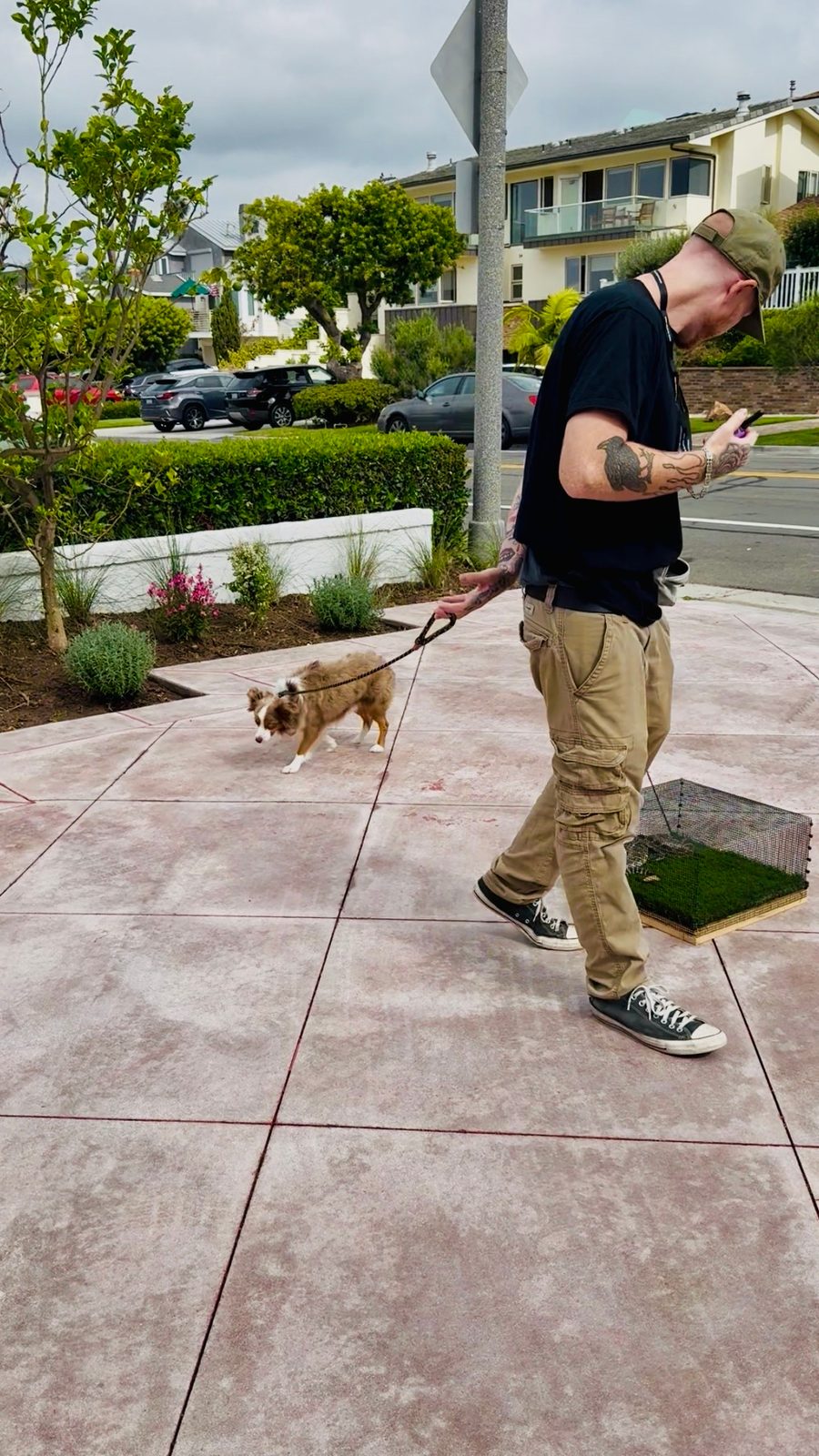 Private rattlesnake avoidance training session at Capistrano Beach