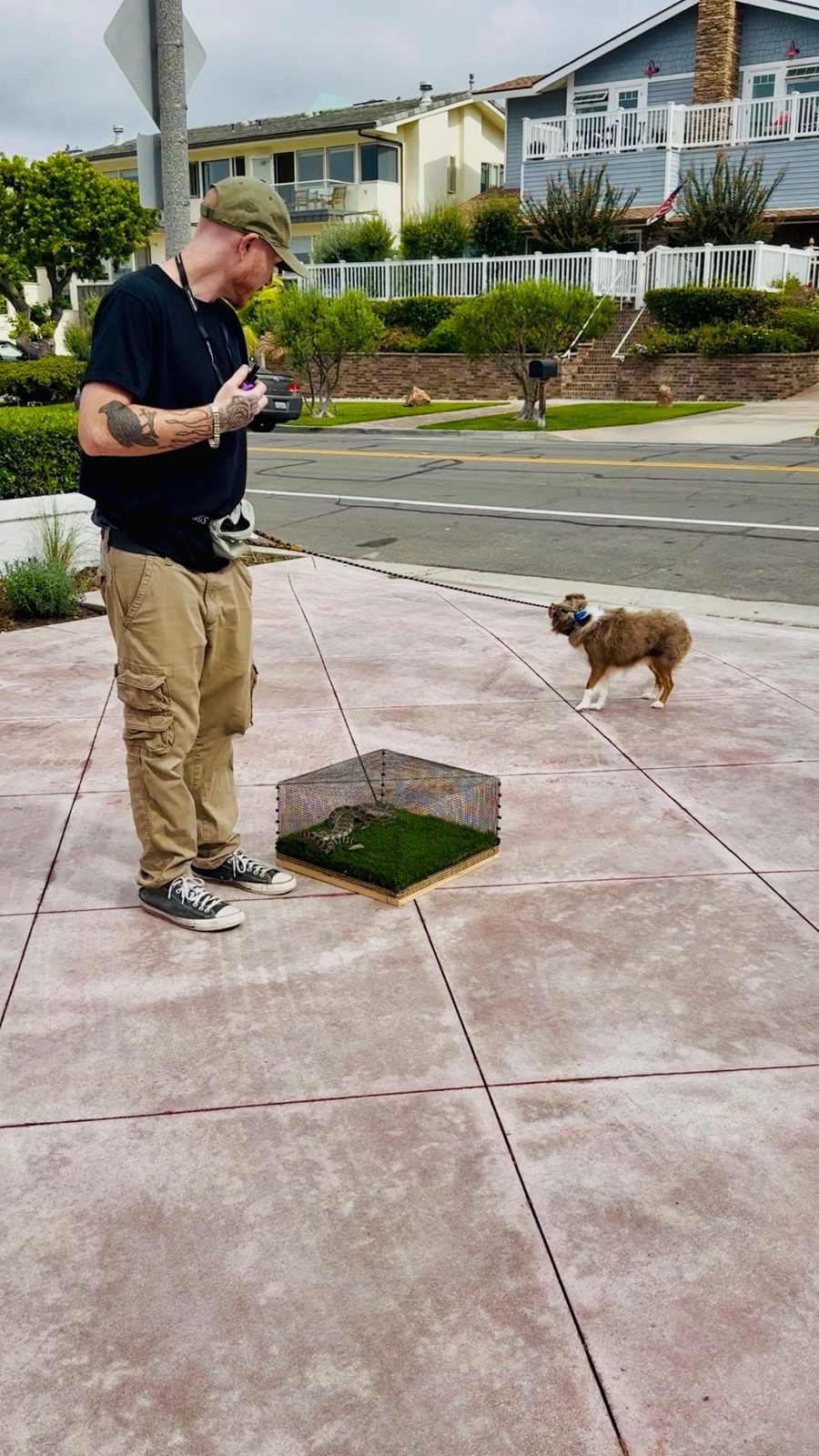 Private rattlesnake avoidance training session at Capistrano Beach