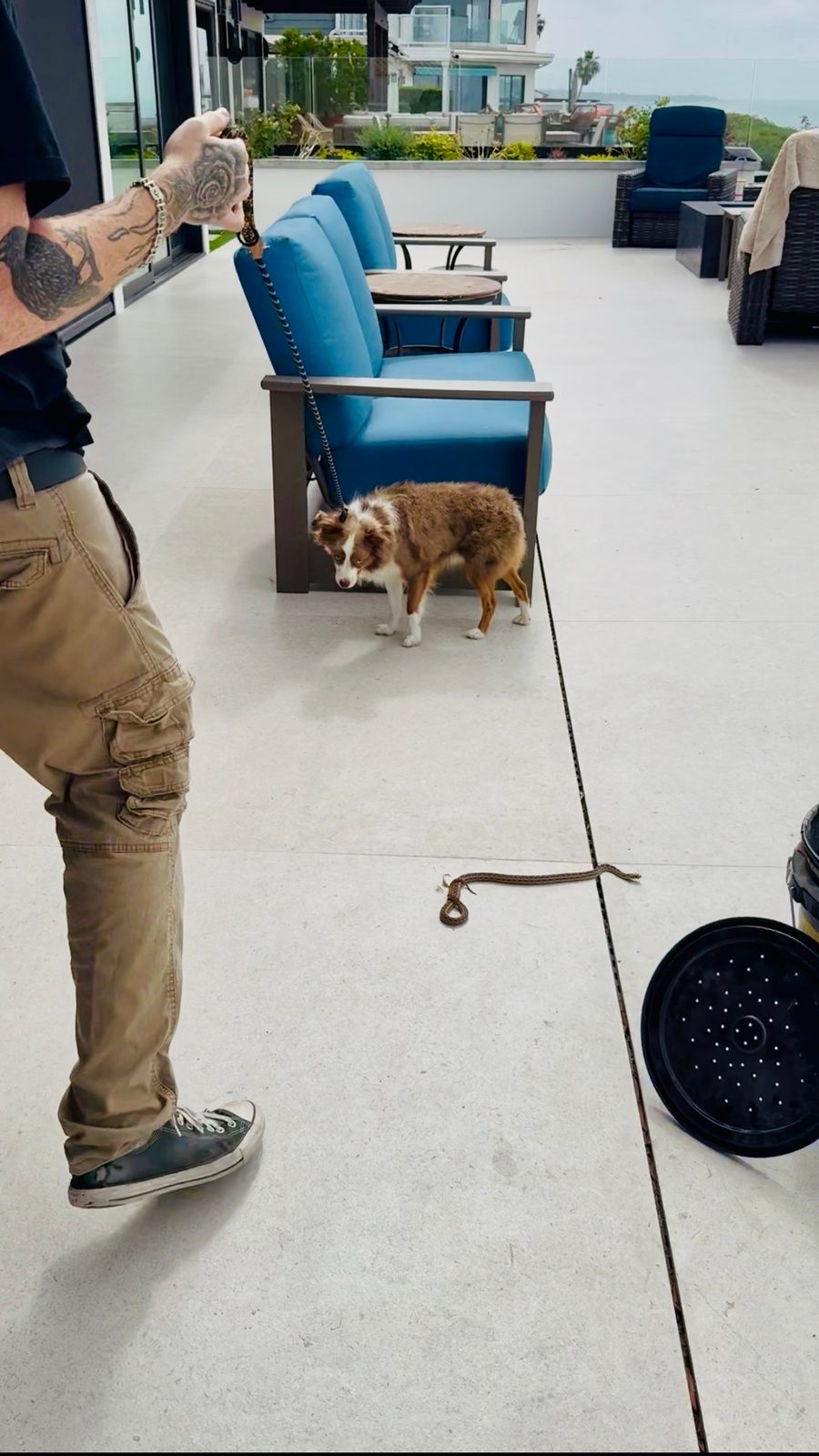 Private rattlesnake avoidance training session at Capistrano Beach