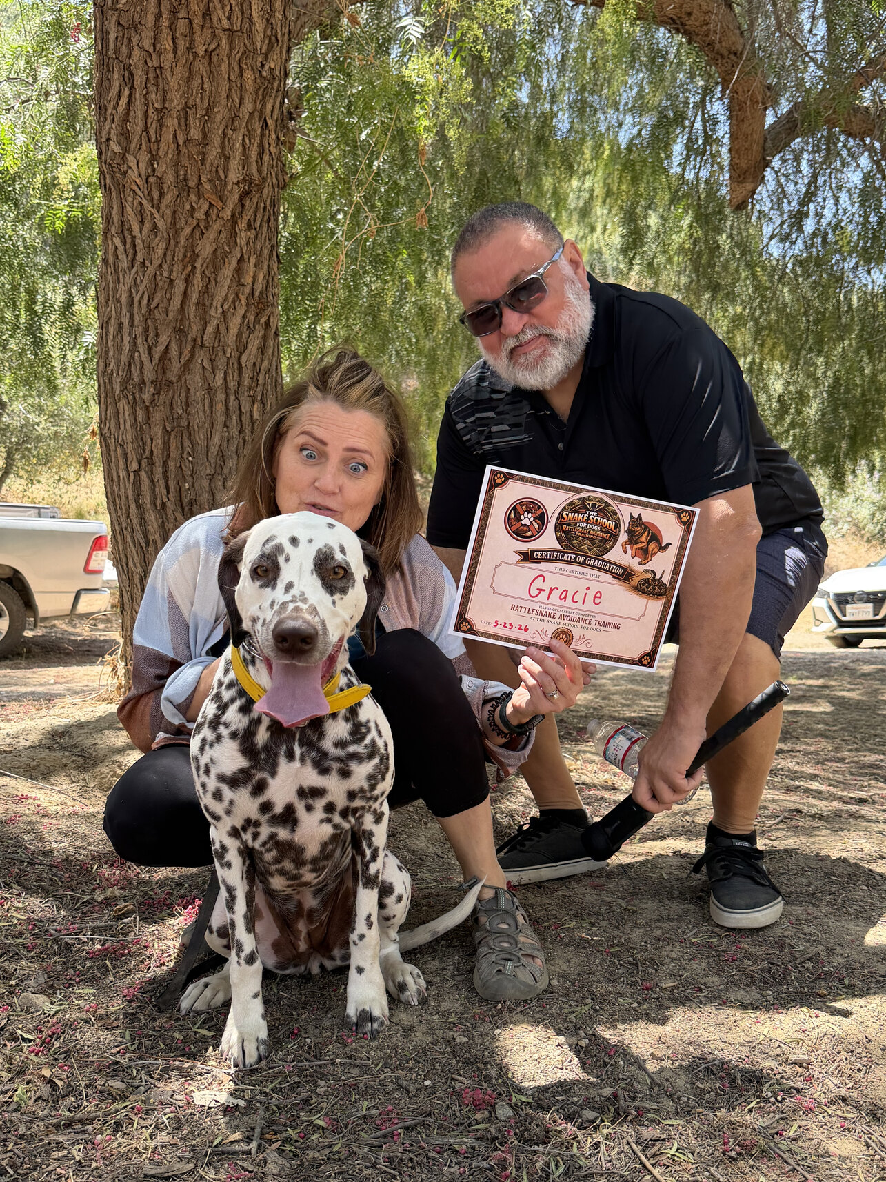 Gracie, a cancer-detection service dog, during rattlesnake avoidance training