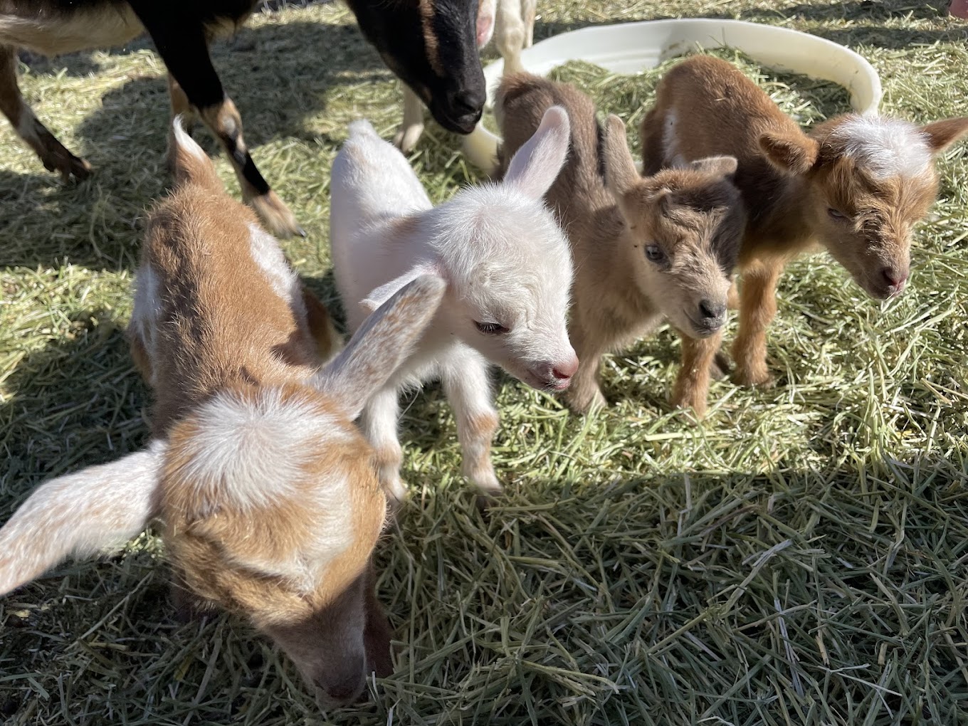 Polsa Rosa Ranch — Acton, CA