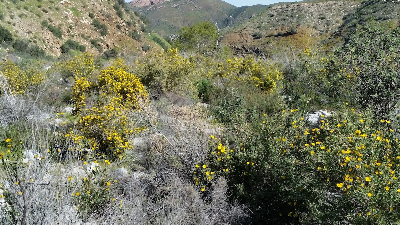 Polsa Rosa Ranch — Acton, CA