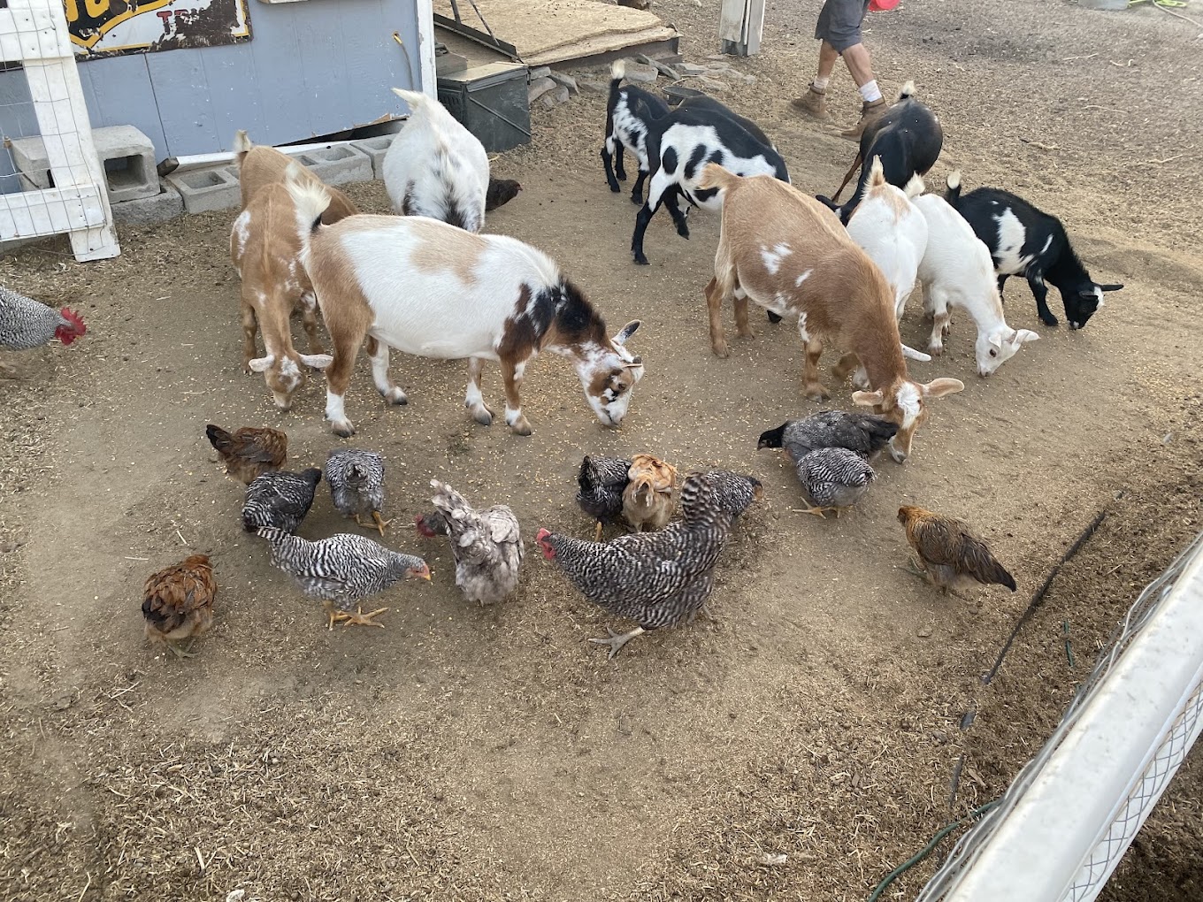 Polsa Rosa Ranch — Acton, CA