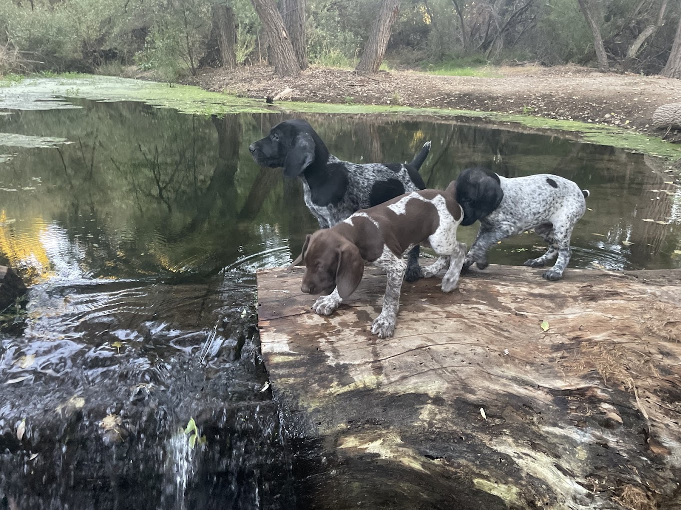 Polsa Rosa Ranch — Acton, CA