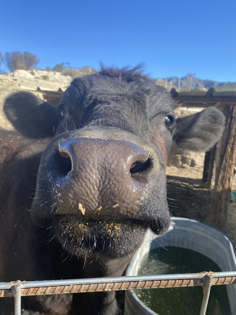 Polsa Rosa Ranch — Acton, CA