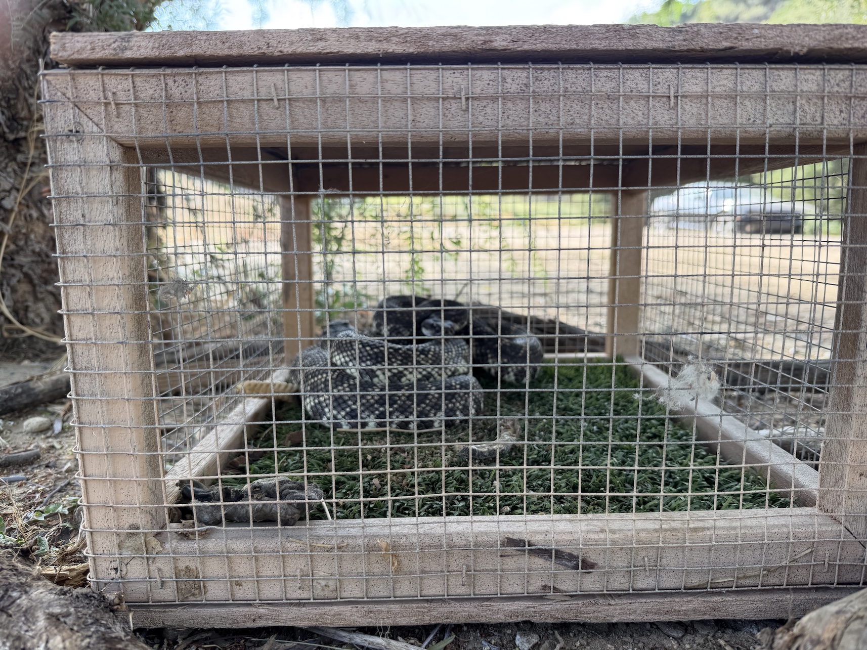 Secure ¼-inch wire-mesh rattlesnake containment unit