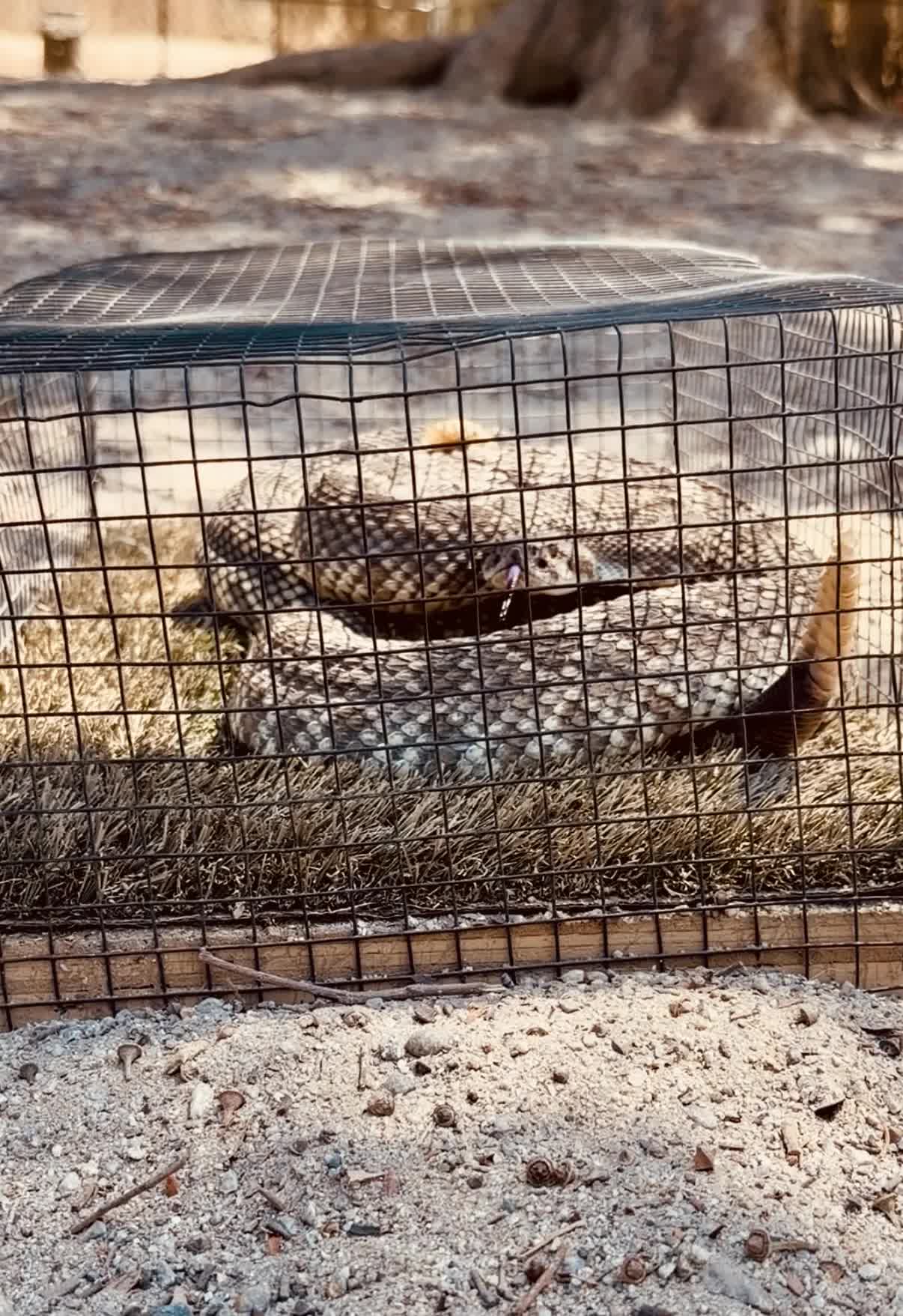 Live rattlesnakes coiled inside a secure wire containment unit — the final den test