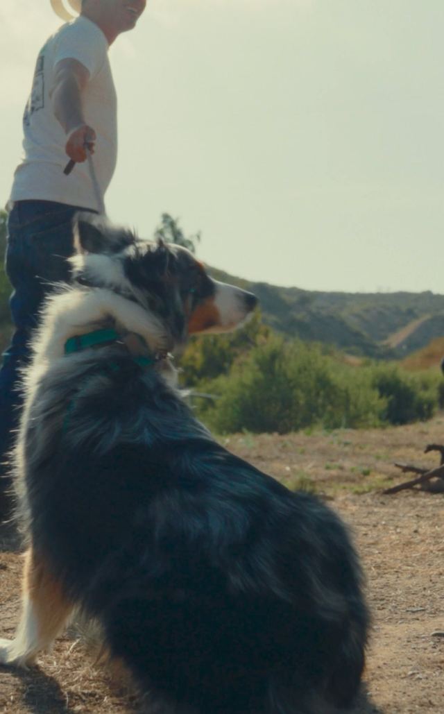 A dog sitting on the course during rattlesnake avoidance training at The Snake School