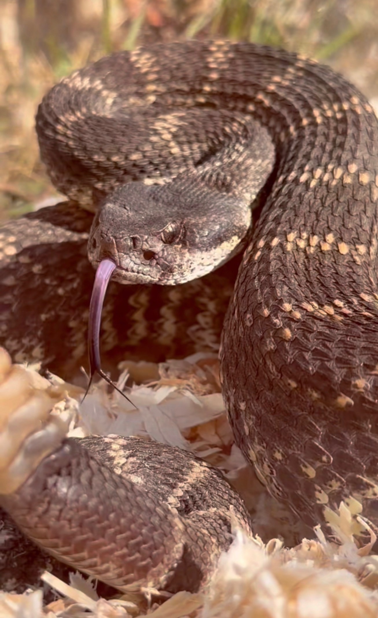 Live rattlesnake — the risk to dogs on backyards and trails