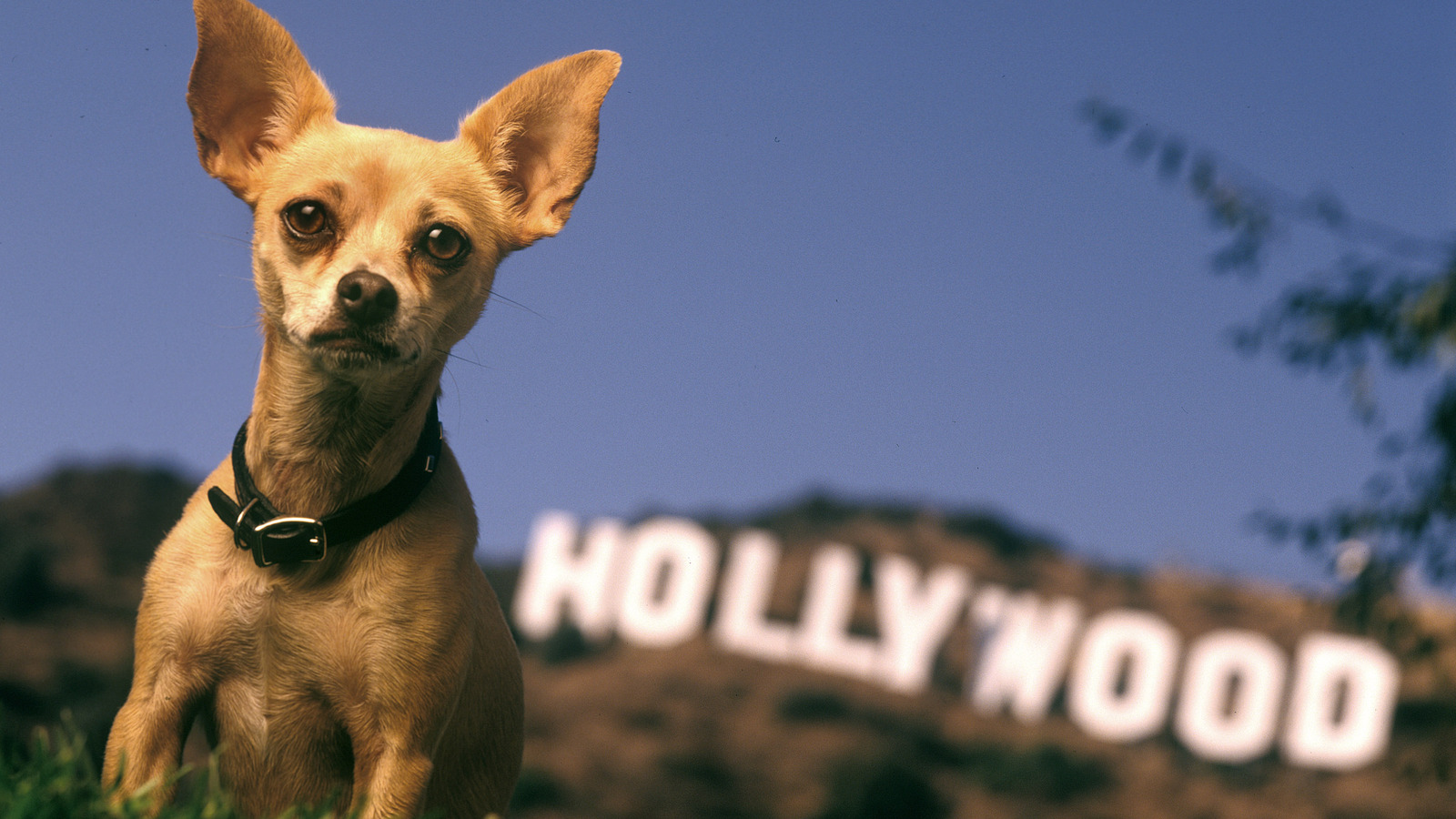 The Taco Bell dog, trained by Studio Animal Services