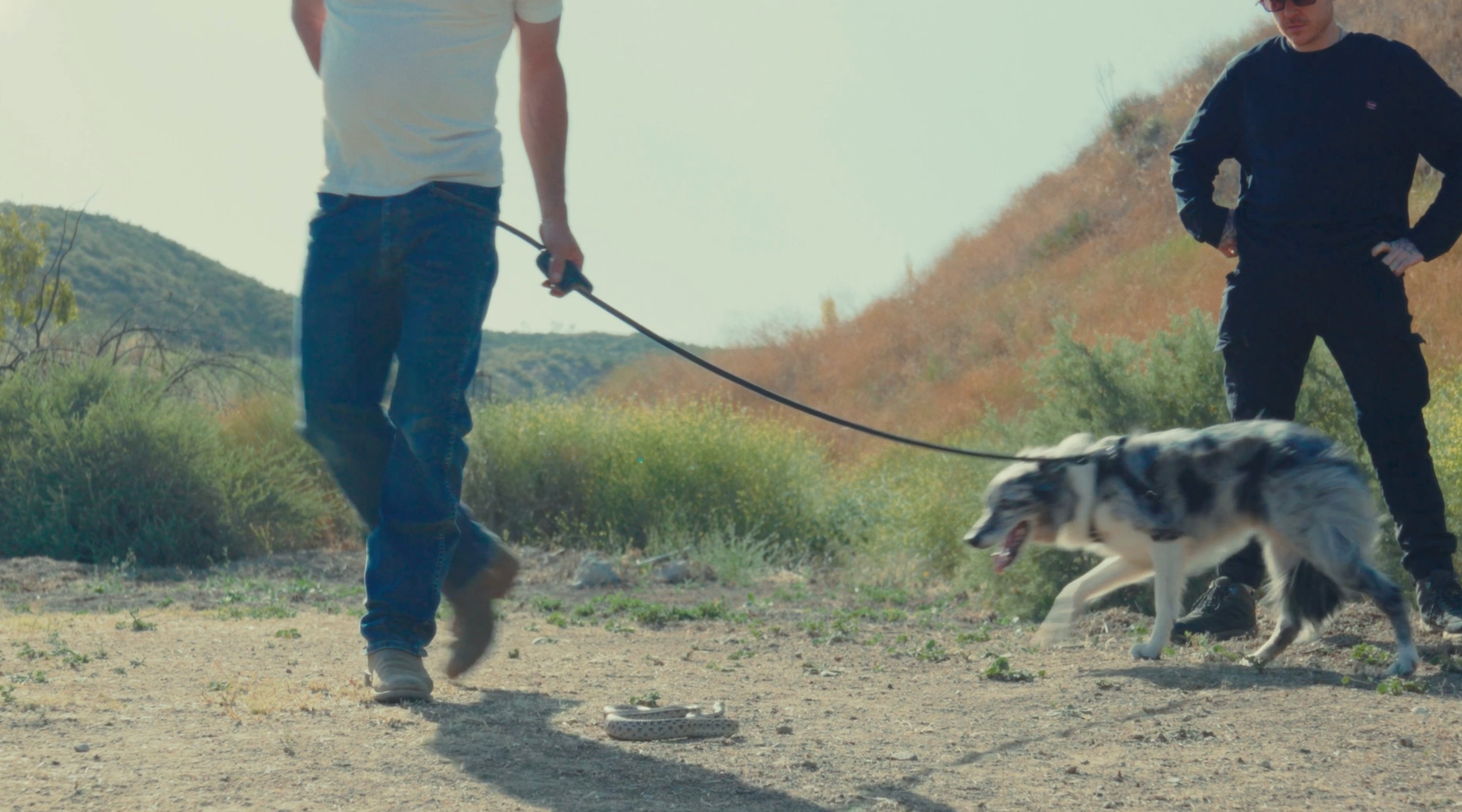 Snake School rattlesnake avoidance training — still 13
