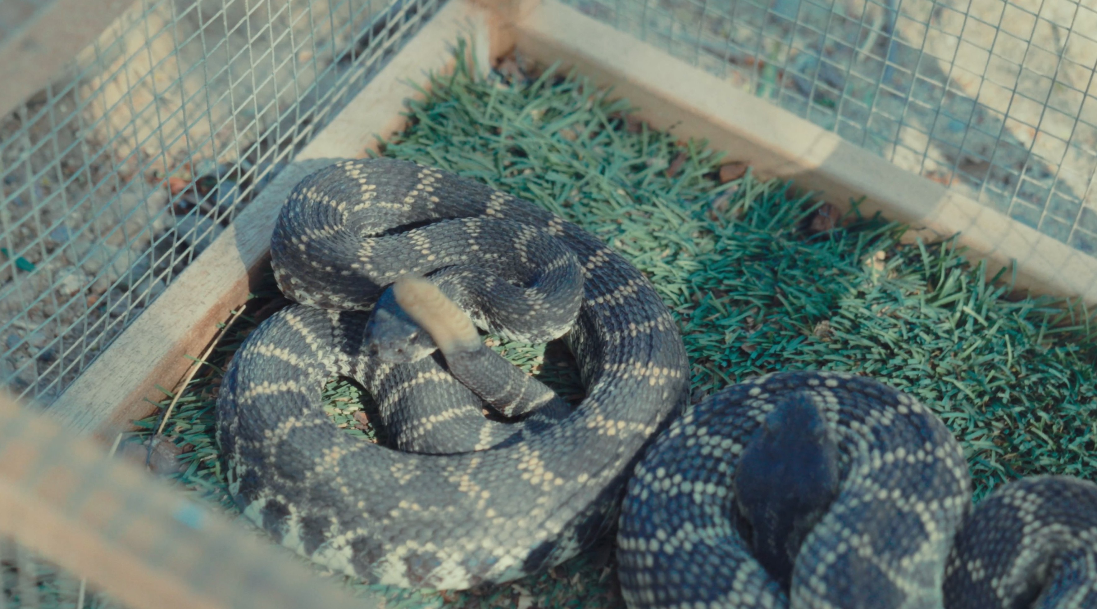 Rattlesnake avoidance training — The Snake School