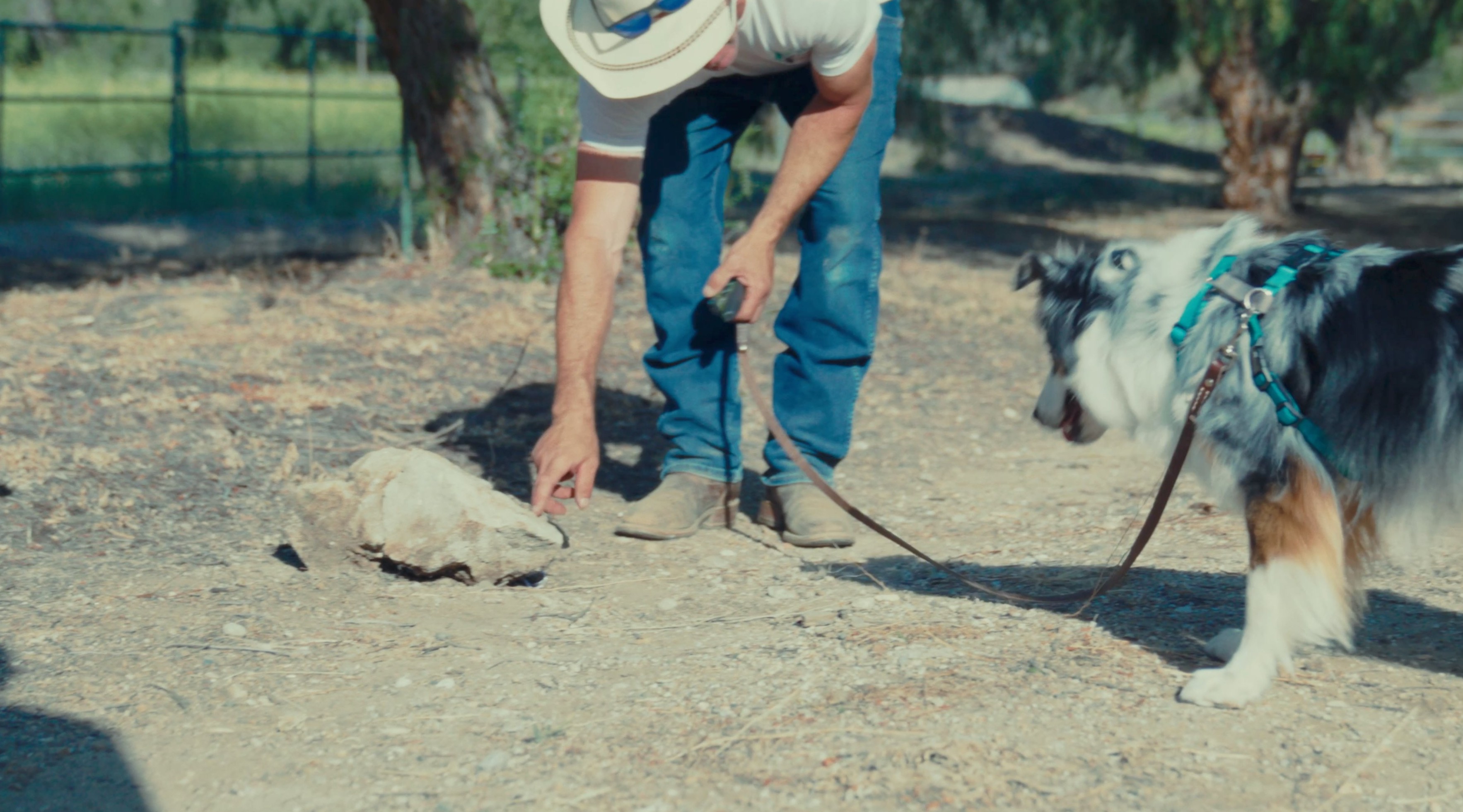 Snake School rattlesnake avoidance training — still 26