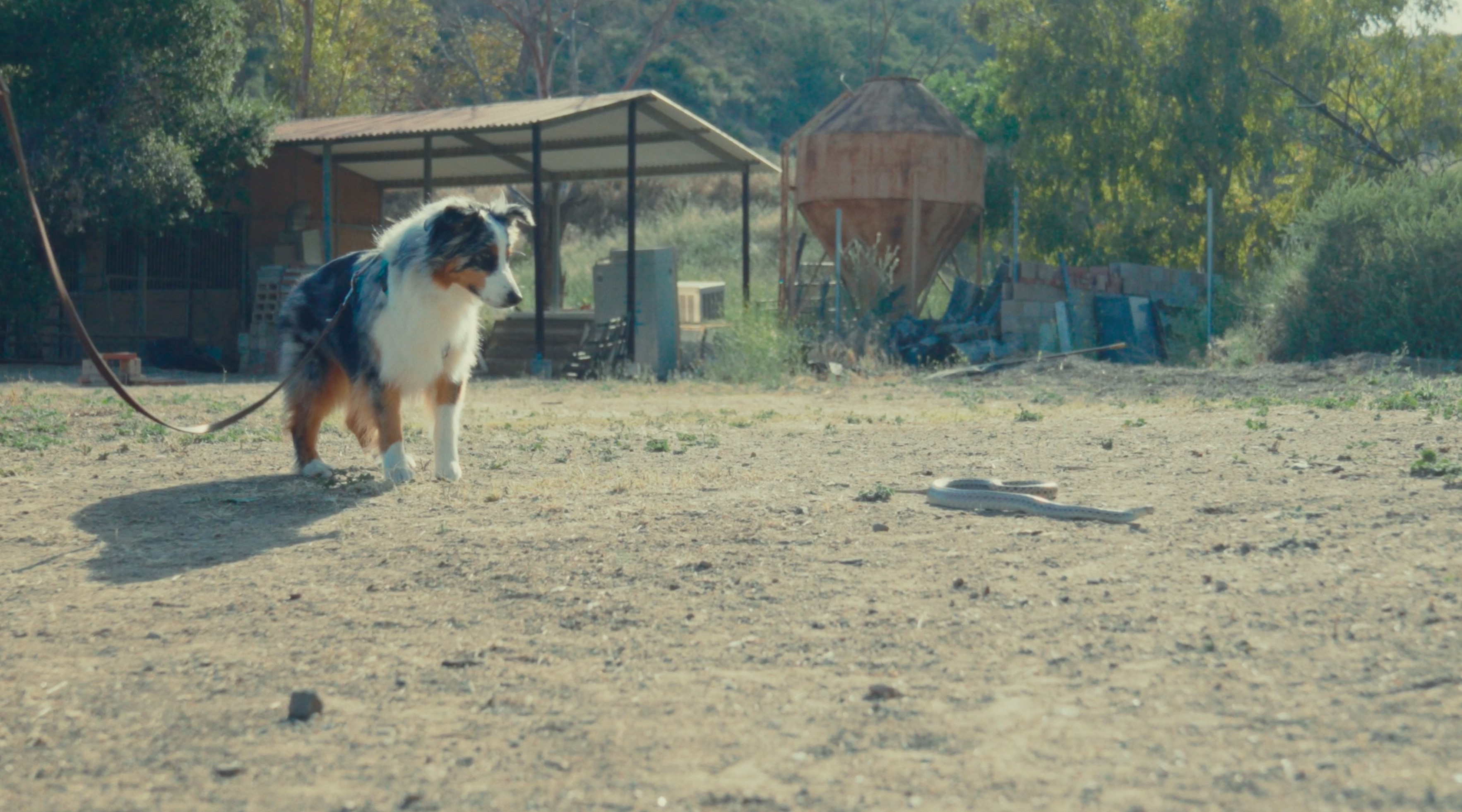 A dog meeting a rattlesnake during avoidance training on a private ranch — The Snake School comes to you