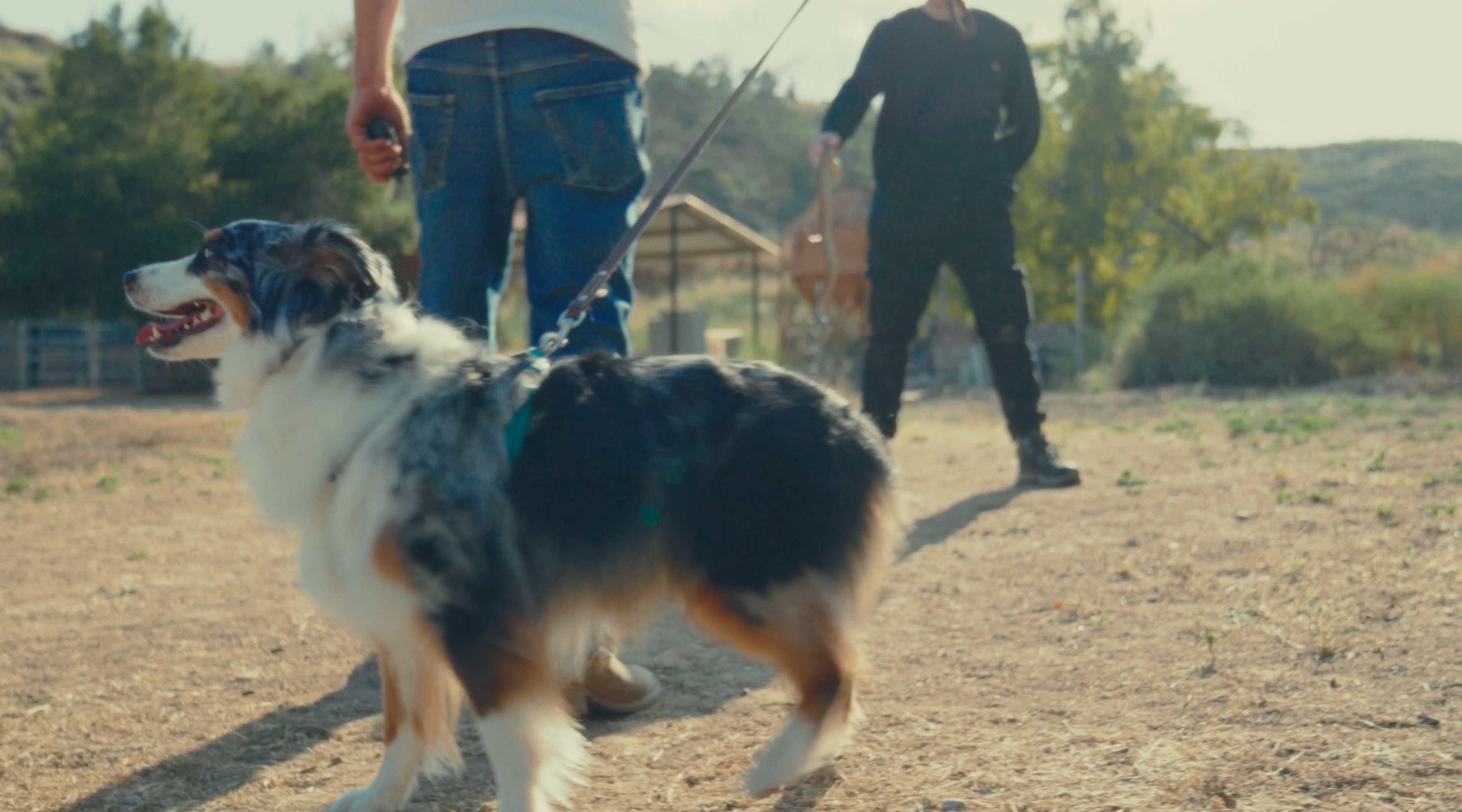 Two handlers working with one dog during rattlesnake avoidance training