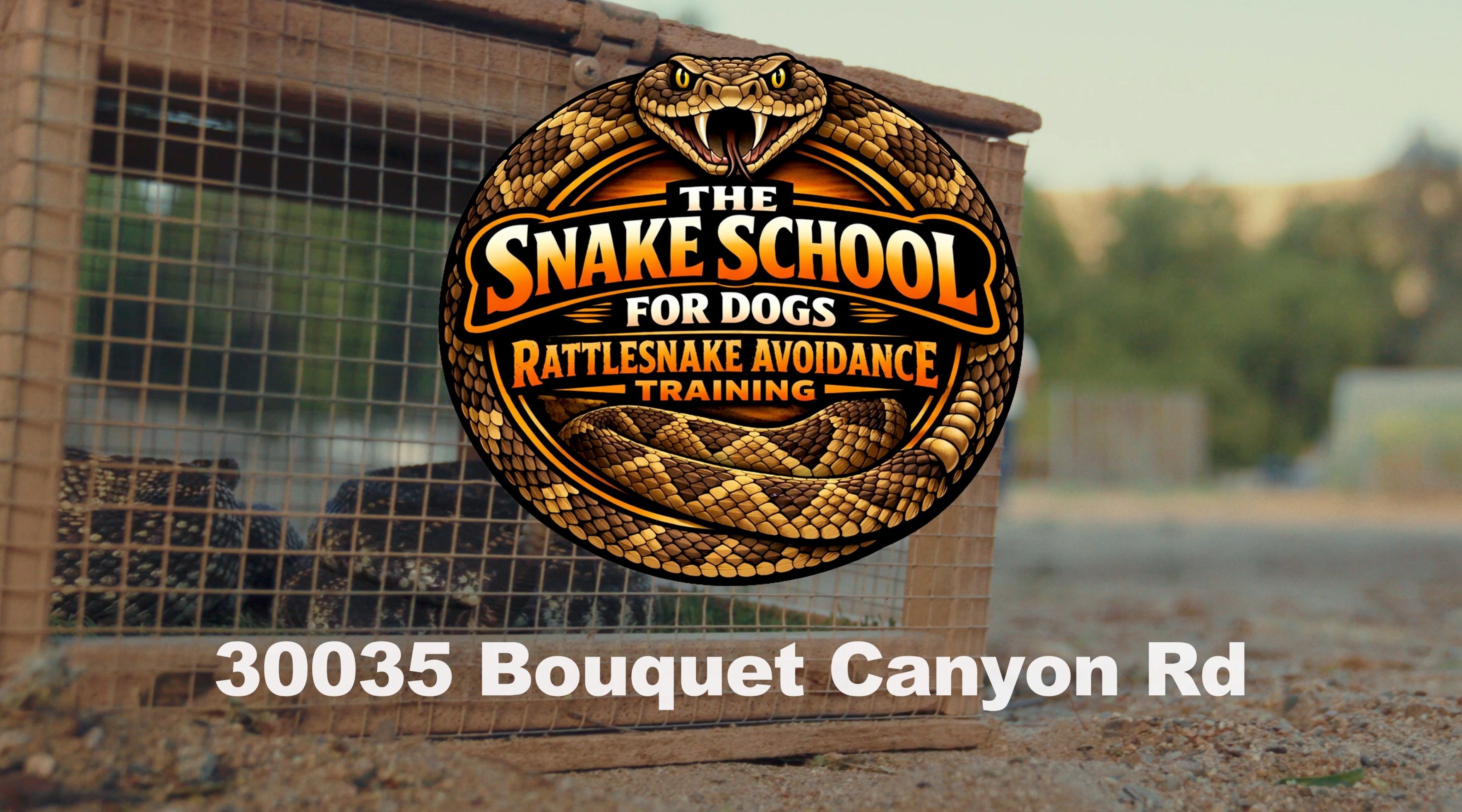 A rattlesnake safely contained during avoidance training