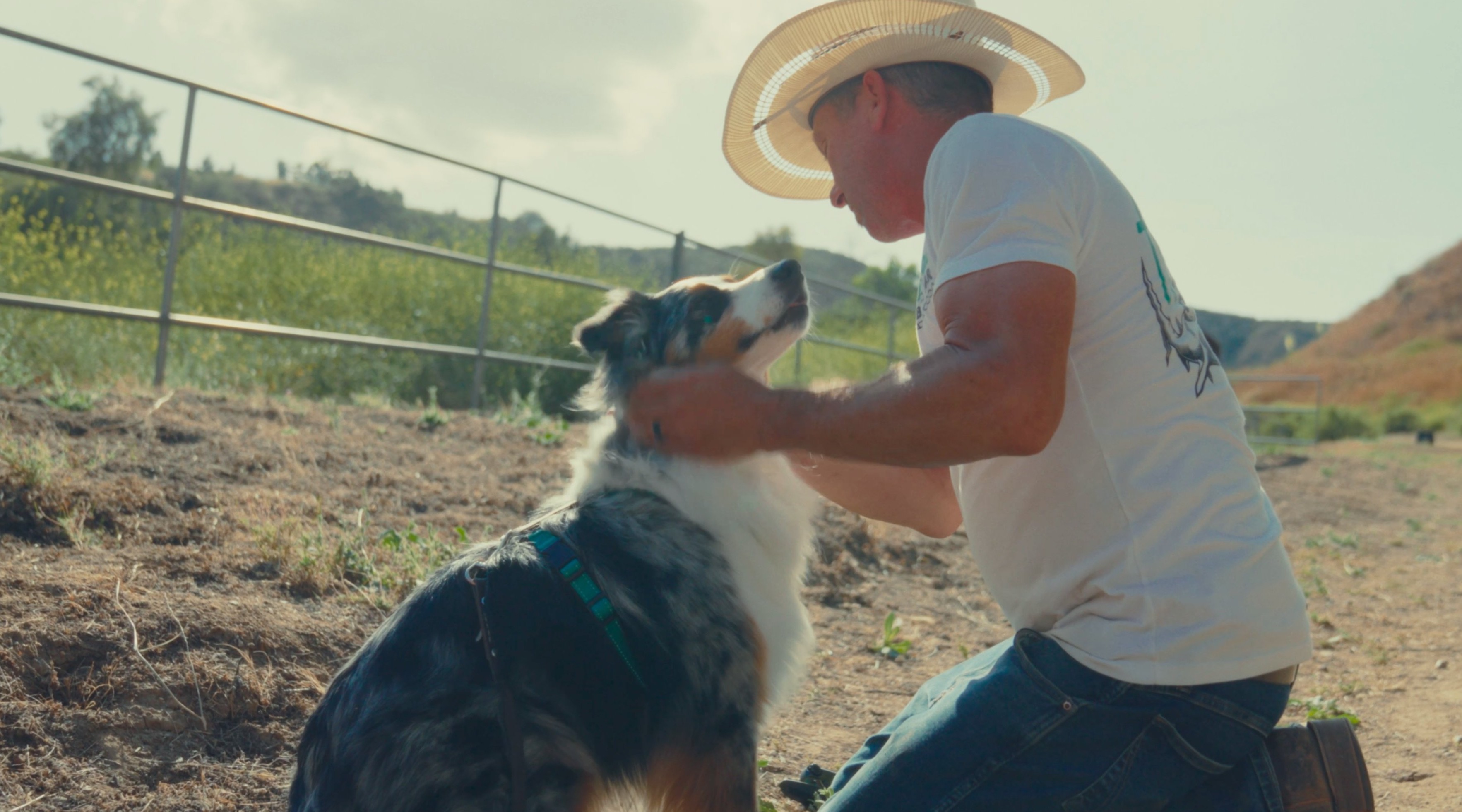 A dog learning rattlesnake avoidance on the ranch