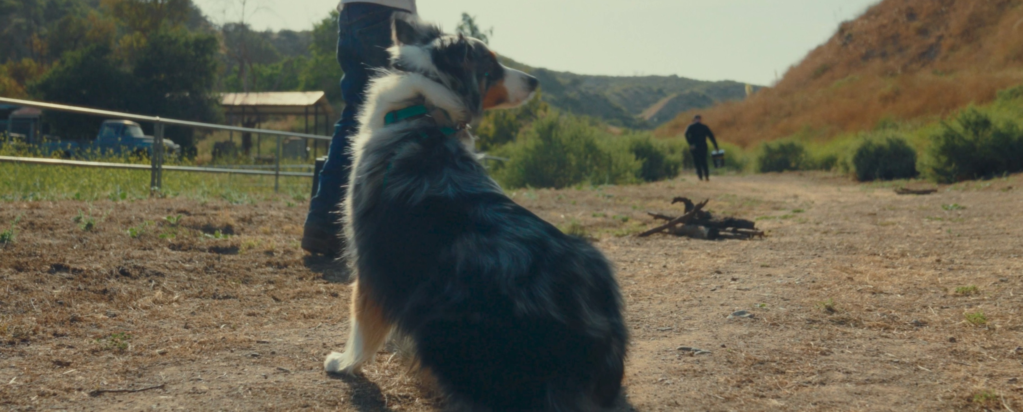 A dog sitting on the course during rattlesnake avoidance training at The Snake School