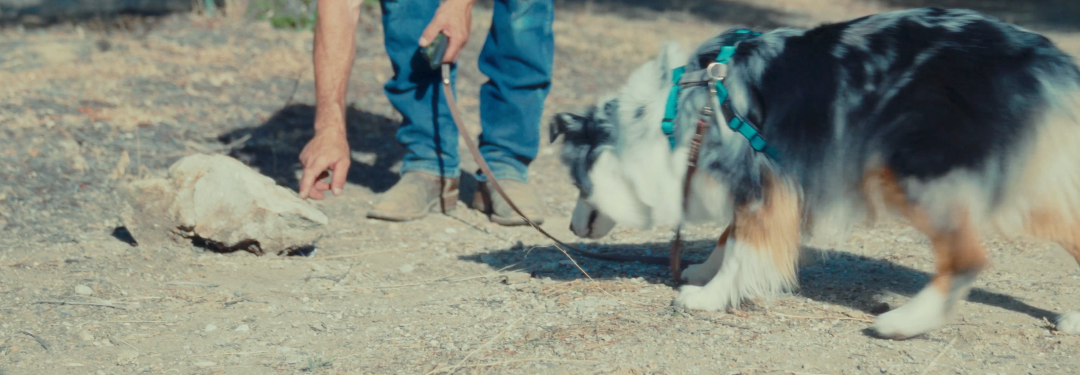 A Snake School trainer laying rattlesnake scent for a dog to find during scent training