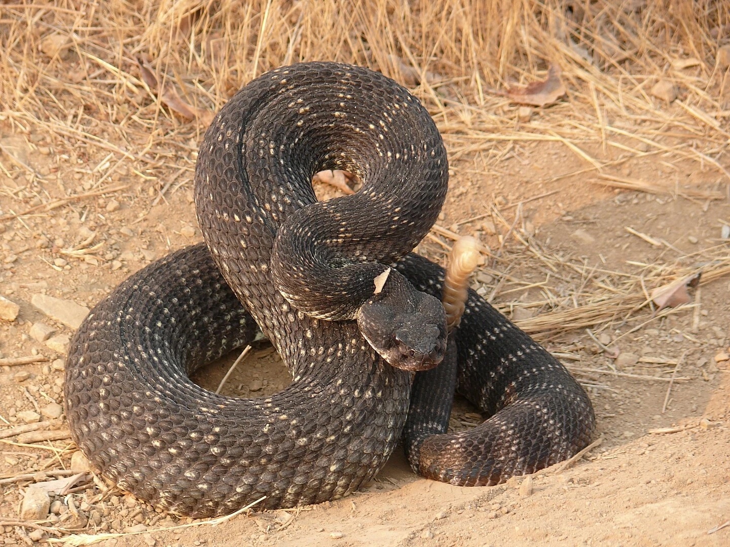 Adult Southern Pacific Rattlesnake — the species we train against in Santa Clarita