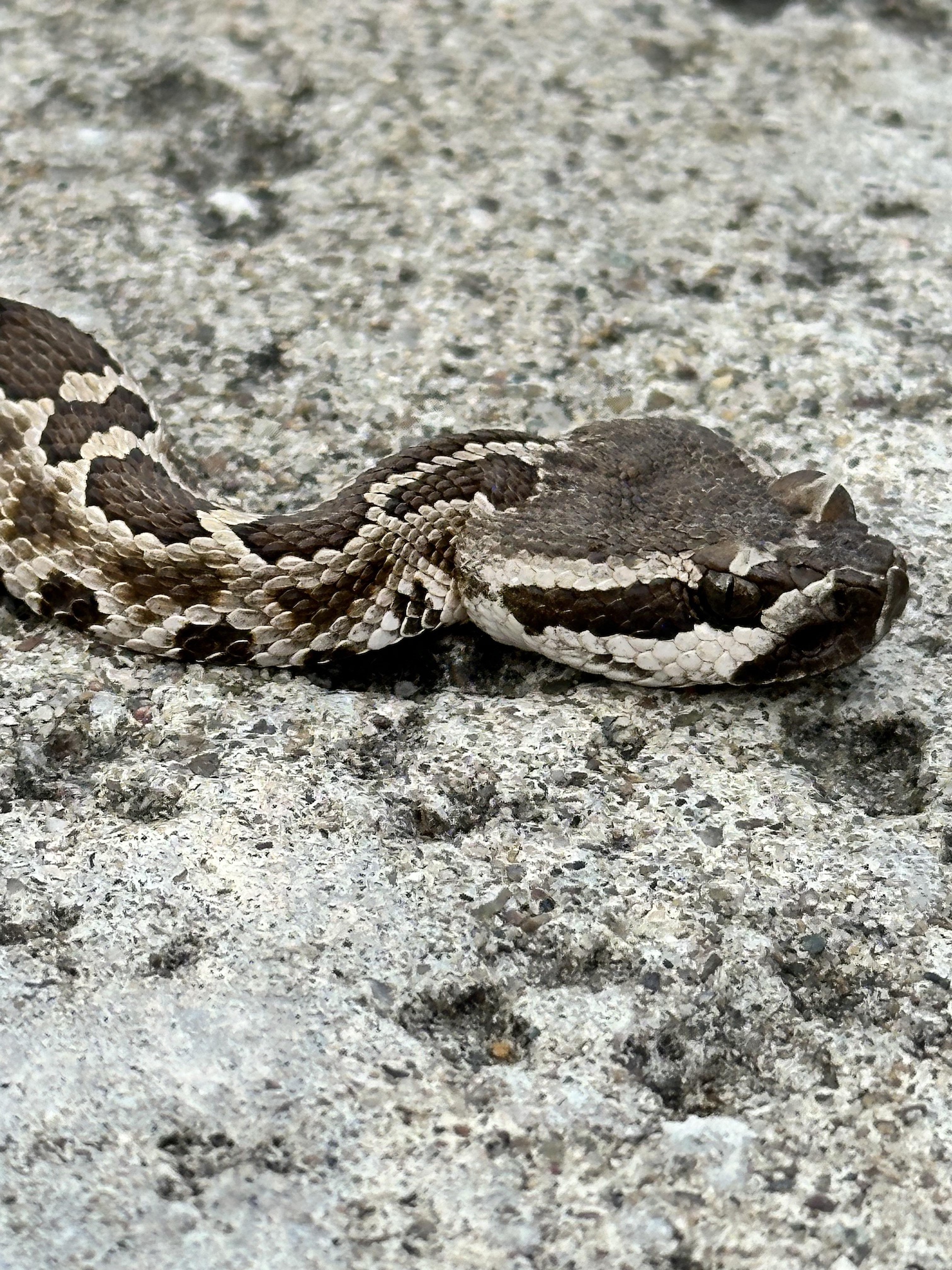 Baby Southern Pacific Rattlesnake — smaller, quieter, fainter scent, equally dangerous