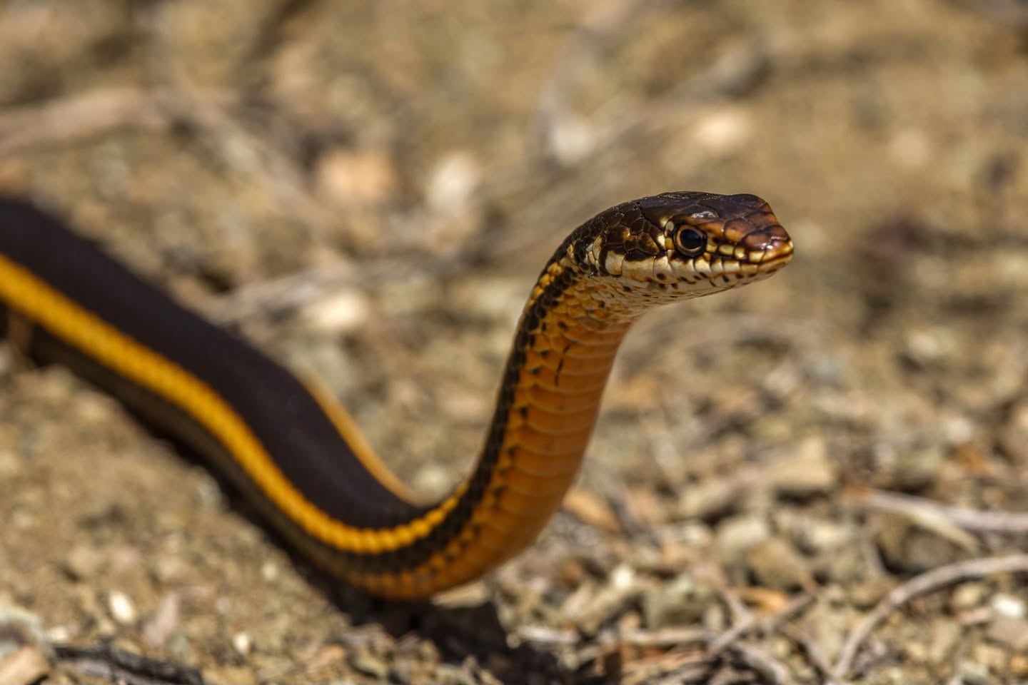 Striped Racer Snake