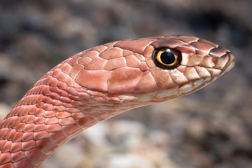 Coachwhip Snake