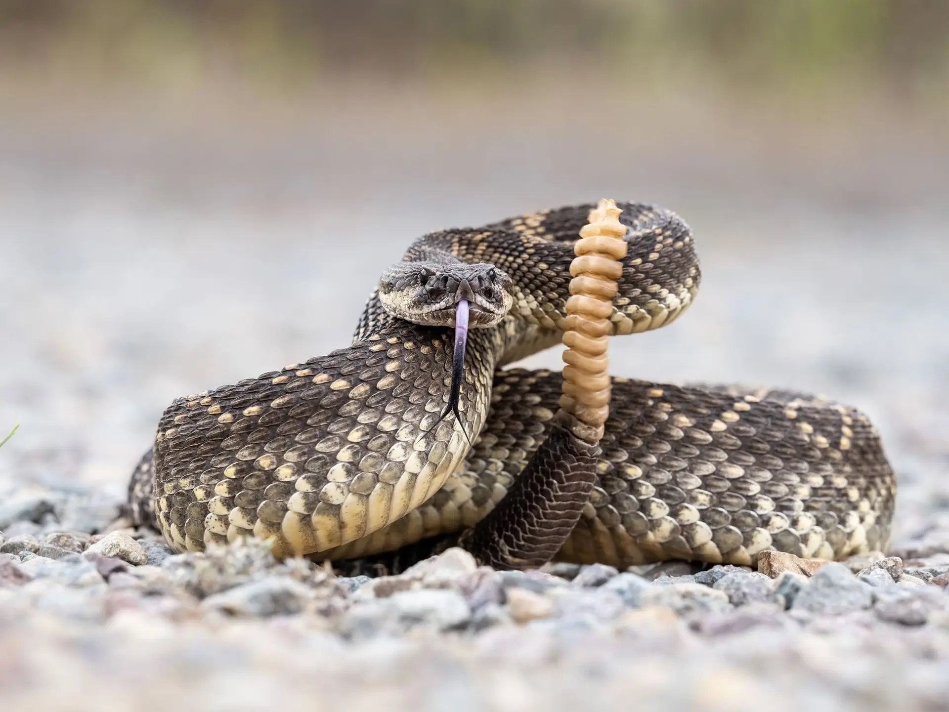 Southern Pacific Rattlesnake