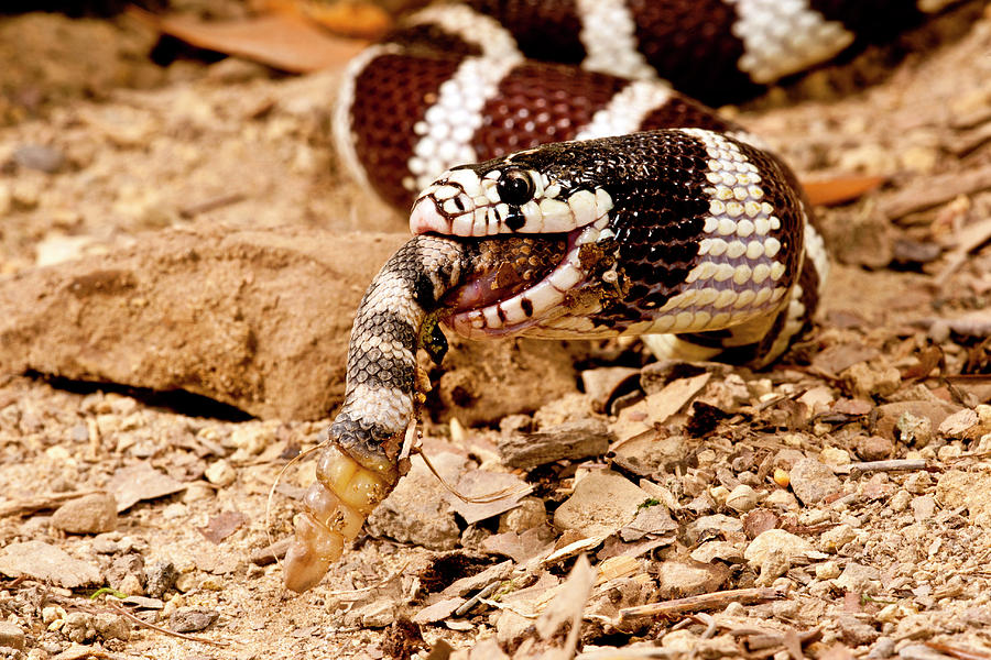California King Snake eating a Rattlesnake
