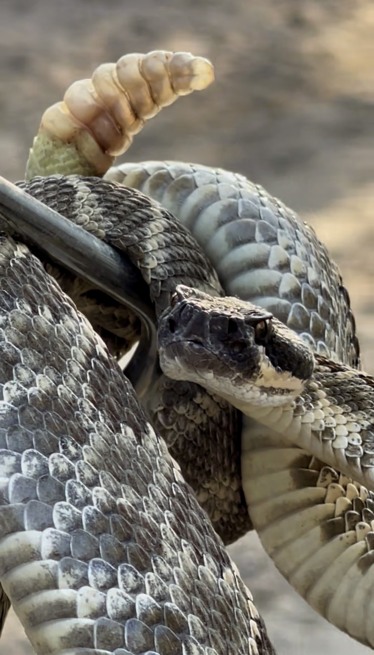 Southern Pacific Rattlesnake — Santa Clarita's only rattlesnake species
