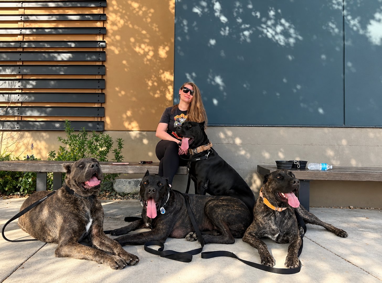 Alexandria with four large dogs on leash