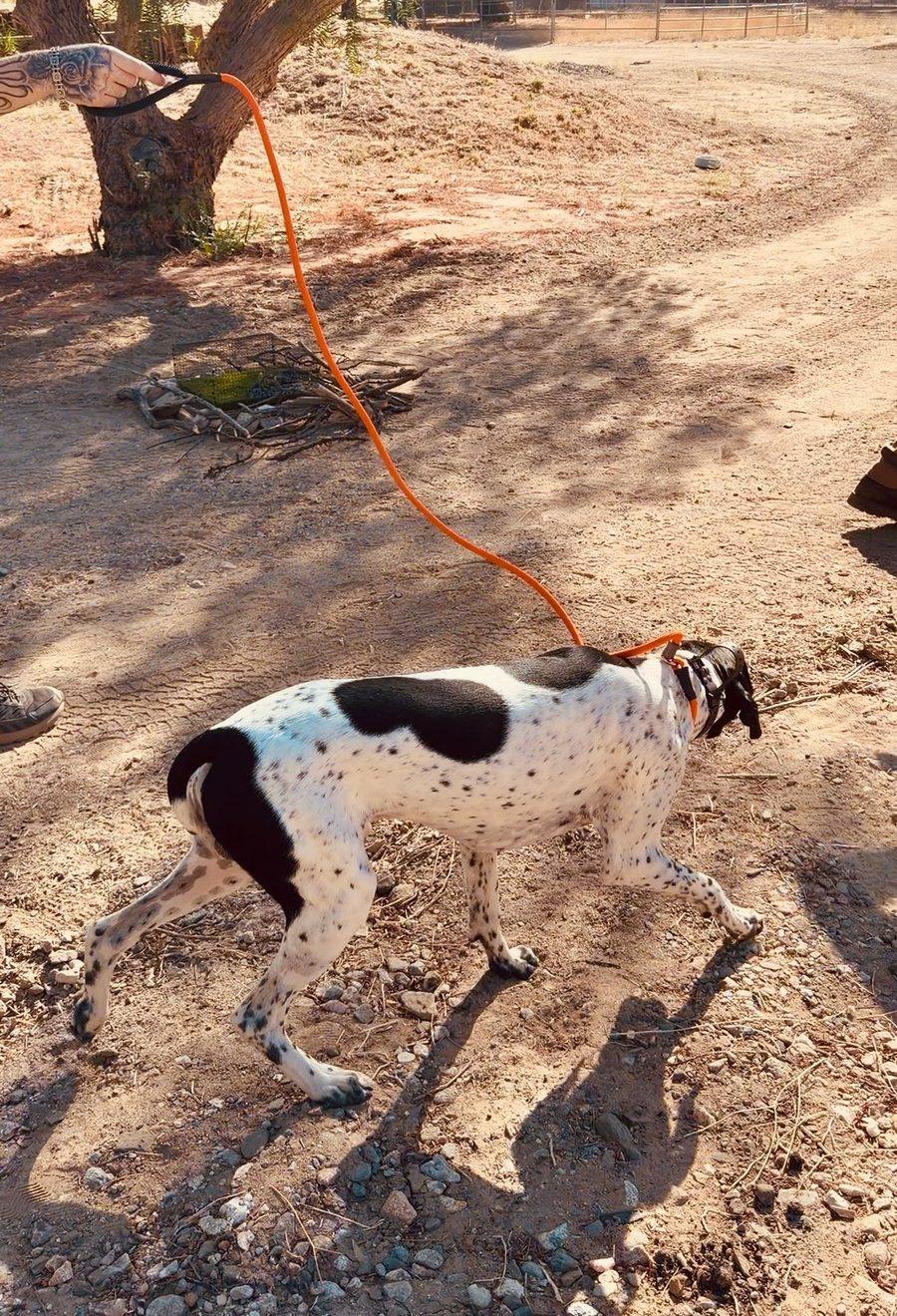 A pointer on a leash turning away from a caged rattlesnake station during avoidance training at The Snake School ranch