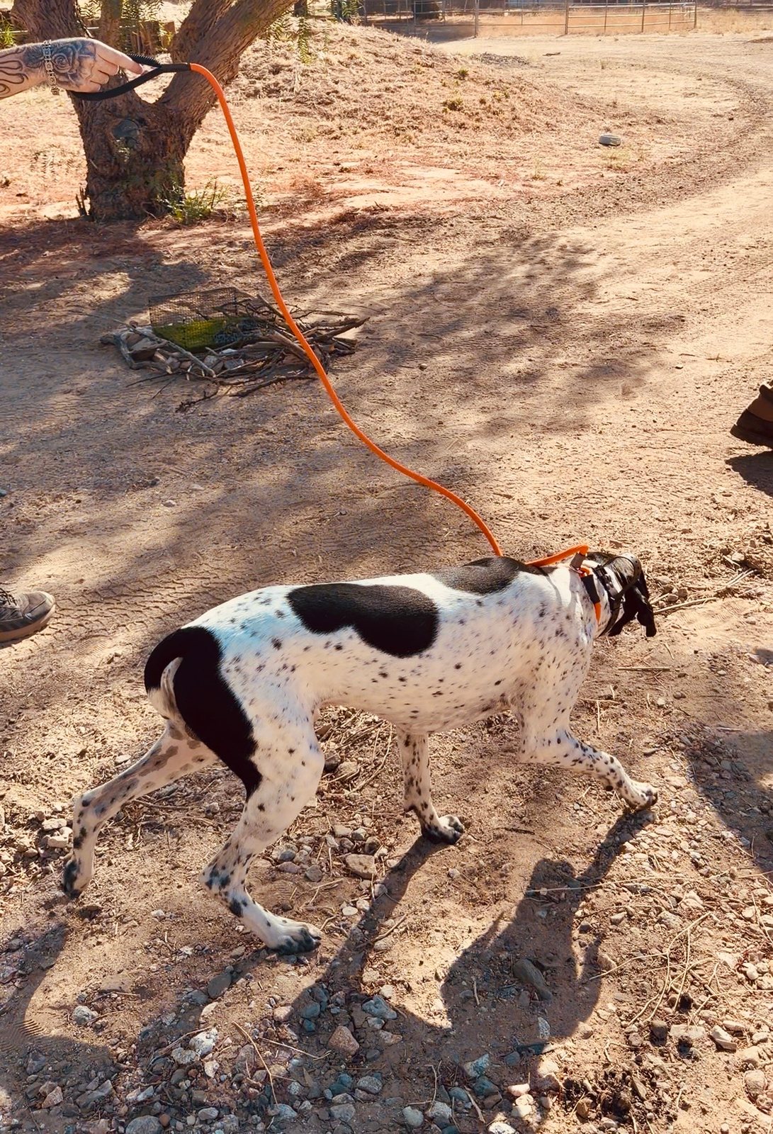A dog catching rattlesnake scent at a station and turning away on its own during avoidance training